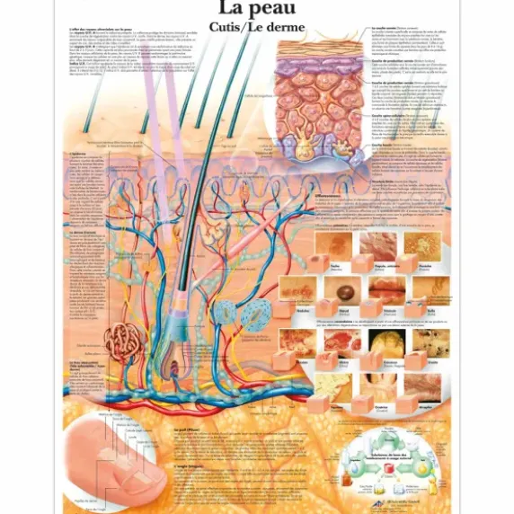PLANCHES MURALES LA PEAU LAMINÉE 3B SCIENTIFIC - 50 x 67 cm