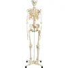 SQUELETTE CLASSIQUE SUR SUPPORT TAILLE RÉELLE 3B SCIENTIFIC - sur support à roulettes