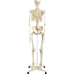 SQUELETTE CLASSIQUE SUR SUPPORT TAILLE RÉELLE 3B SCIENTIFIC - sur support à roulettes