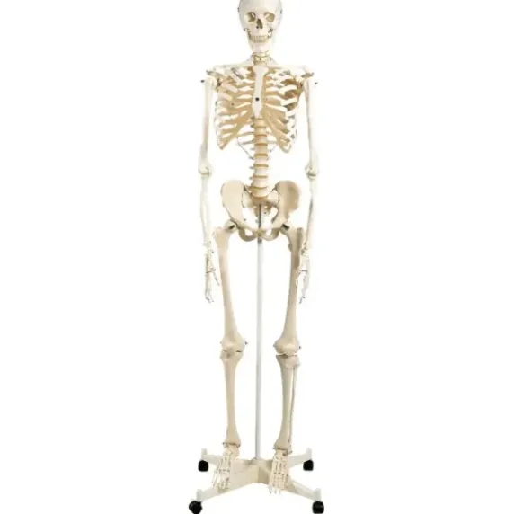 SQUELETTE CLASSIQUE SUR SUPPORT TAILLE RÉELLE 3B SCIENTIFIC - sur support à roulettes