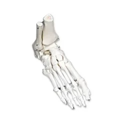 SQUELETTES MAIN ET PIED REPRODUCTION ANATOMIQUE 3B SCIENTIFIC - lot de 2