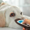 THERMOMÈTRE VISOFOCUS VÉTÉRINAIRE BLUETOOTH SANS CONTACT VISIOFOCUS - avec 4 piles aaa